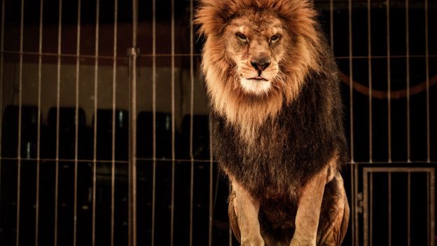 Arriva il circo con gli animali, la Lav invita al boicottaggio