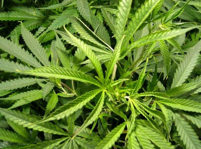 Piante di marijuana nascoste nel bosco: due in manette