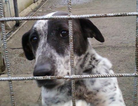 Olivia è morta: polemica e esposti al canile