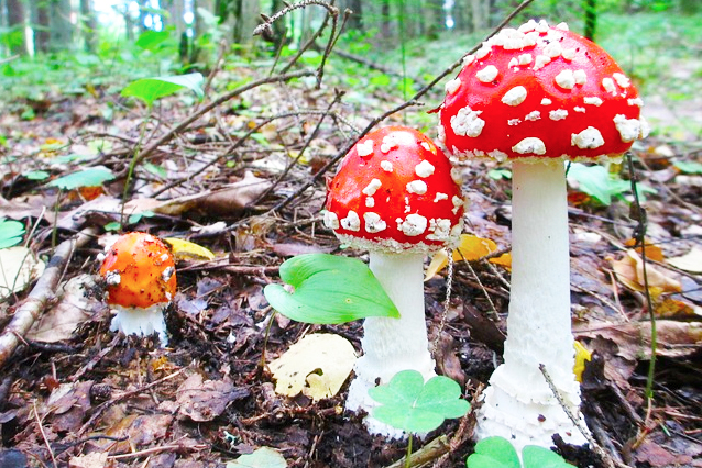 Occhio ai funghi velenosi! Nel dubbio il servizio di reperibilità micologica dell'Asl è sempre attivo