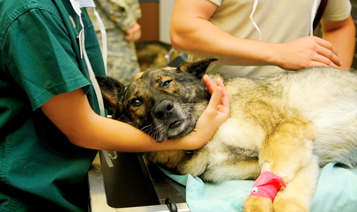 L'Asl trasferisce il servizio veterinario da Domo nel Cusio? L'Unione chiede chiarimenti, l'80% degli allevatori è ossolano