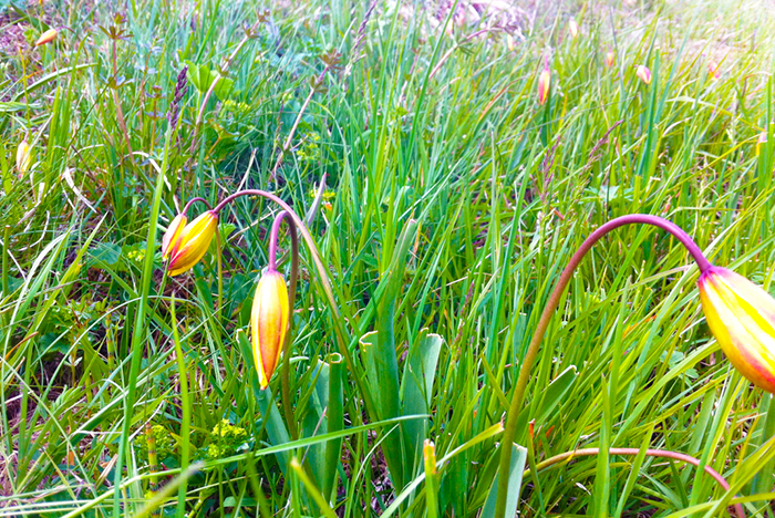 A Trasquera fioriscono i rari tulipani alpini, conferenza tra il Landschaftpark Binntal e le Aree Protette dell’Ossola