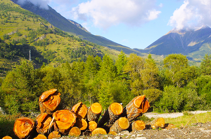 Aumentano le foreste in Piemonte, ci sarebbero 2000 posti di lavoro nella filiera del legno