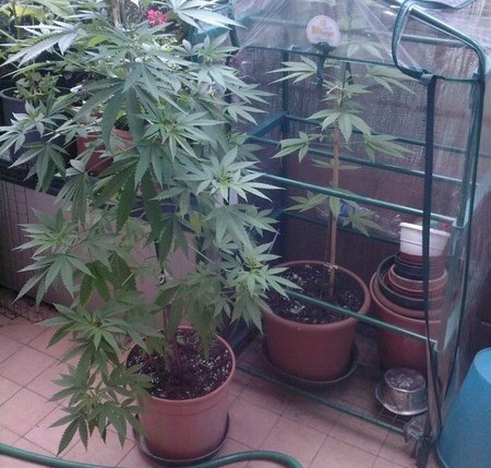 Le piante di marijuana sul terrazzo? “Solo uso personale”