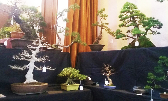 Ad Anzola, questo fine settimana, mercatino dei bonsai 