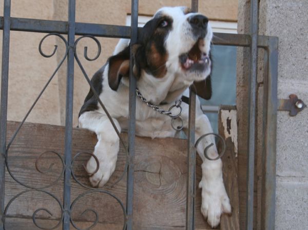 Denunciati dai vicini perché i cani abbaiano troppo