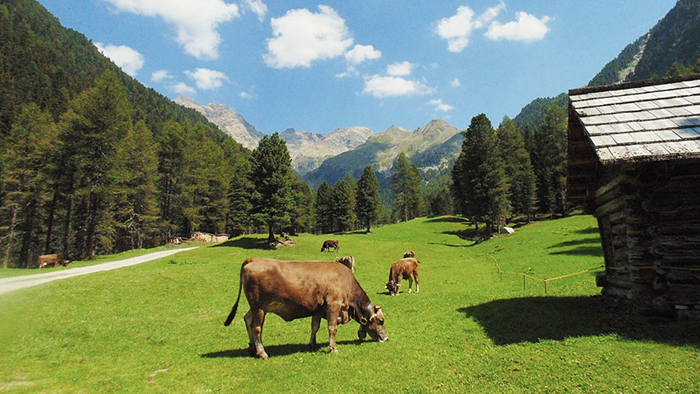 Pascoli alpini, dalla Regione il nuovo modulo per l'affitto