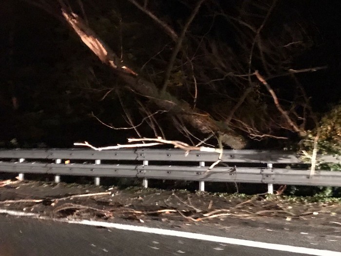 Cade una pianta sull’A26: quattro veicoli coinvolti, strada chiusa (foto)