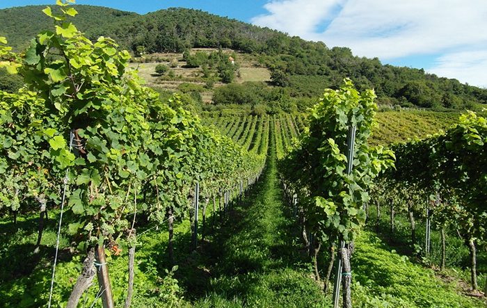 Assemblea dei Produttori Agricoli Ossolani: “Annata buona per i vini”