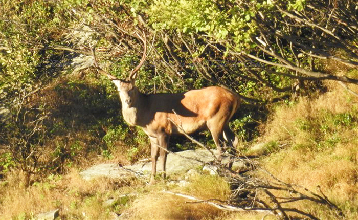 Via alla stagione degli amori dei cervi, ecco le foto e il video del bramito