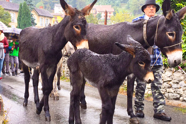 Gli asinelli di Varzo scendono dagli alpeggi, è “A Scarium?”. Fotogallery