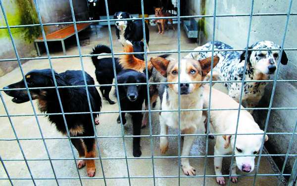L’eredità contestata di un benefattore al canile scatena una causa civile