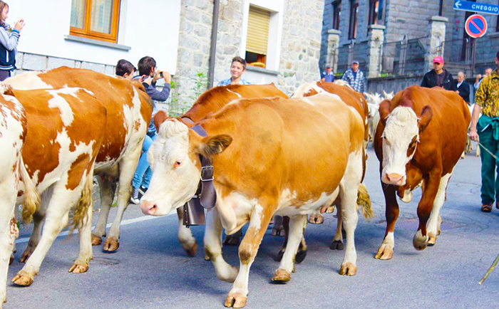 Scarghià a Cheggio: tutto confermato, il tempo tiene. Raspelli marcherà il formaggio