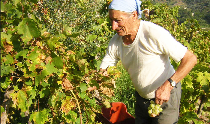 Tante offerte di lavoro da Italia e Svizzera. A Savièse si ricercano operai per la vendemmia