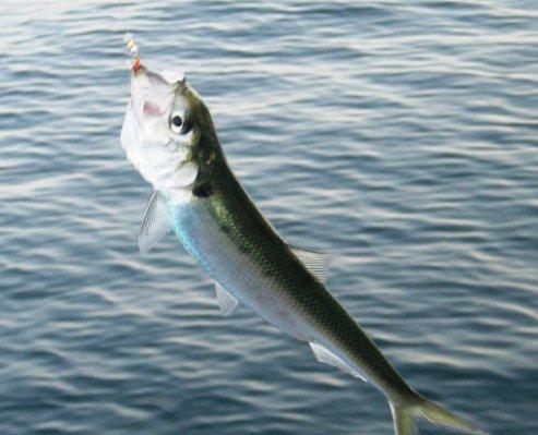 Troppe diossine, il Ticino conferma il blocco alla pesca degli agoni 