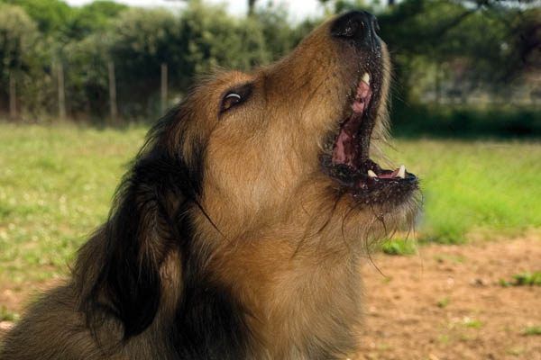 I cani che abbaiavano al vicinato non furono molesti: assolti i proprietari 