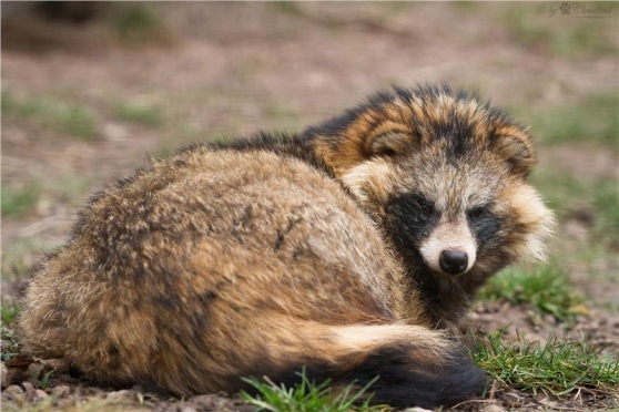 Giubbotti con pelliccia di cane spacciati per sintetici, sequestro in un negozio cinese