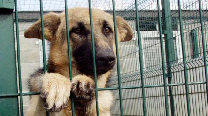 Canile, gara legittima: il Tar respinge il ricorso degli Amici degli animali