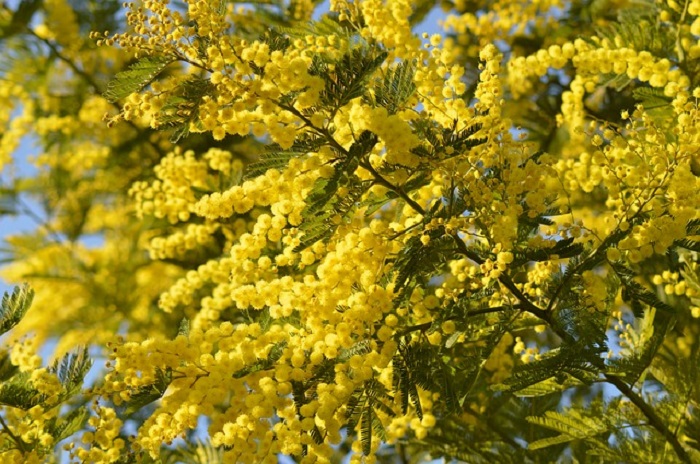 Iniziativa con Enaip e Associazione Anima Rei per la festa della donna mercoledì 8 marzo