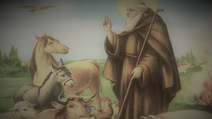 Sant’Antonio abate, agricoltura in festa sul territorio: e in San Pietro a Roma arrivano le mucche piemontesi