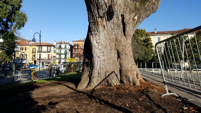 Petardi nella pianta secolare del lungolago (foto)