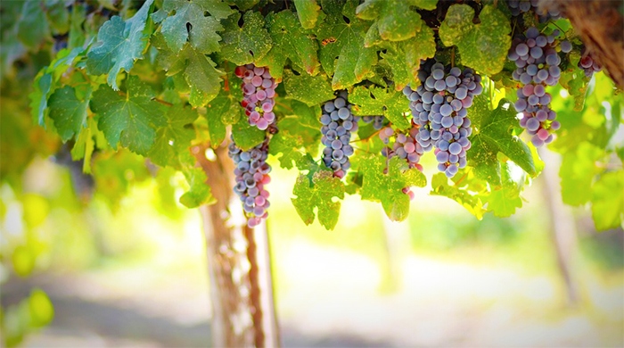 Entra in vigore la legge per il riconoscimento e la salvaguardia dei vigneti eroici o storici