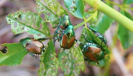 Emergenza per l'infestazione nelle piante da futta e vigna della Popilia Japonica 