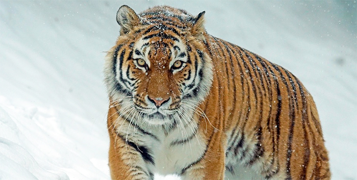 Pombia: dal Safari Park in Siberia. Tigre "play boy" inviata per il ripopolamento della steppa