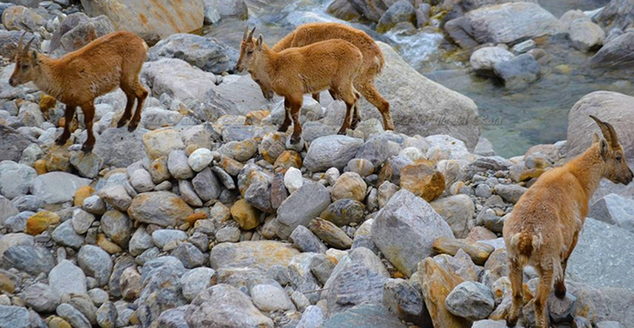 Stambecchi come star.. All'alpe Burky, come ogni anno a maggio, in posa per le foto. Video e foto