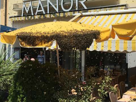 Sciame d’api invade il dehors d’un ristorante