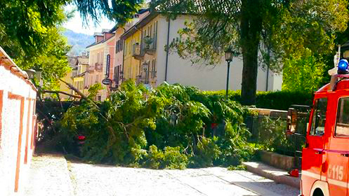 Sradicamento di piante in Vigezzo: Santa Maria alza la voce "Tempestive azioni dei proprietari"
