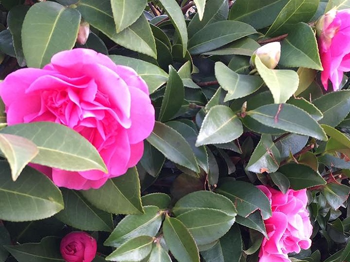 Mostra della Camelia a Gozzano