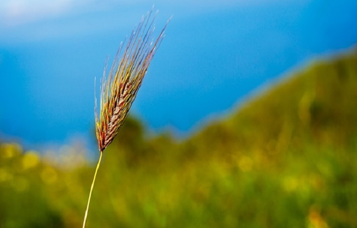 Scambio di Semi e botanica locale a Casale Corte Cerrro