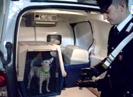 Usava un collare elettrico per il cane: denunciata