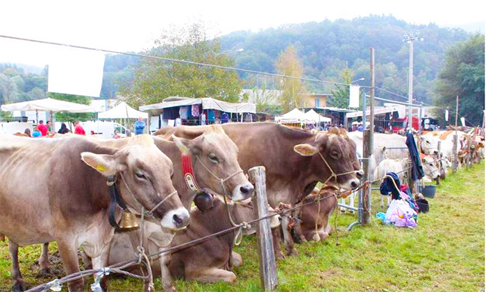 Domenica la tradizionale Fiera Zootecnica ad Armeno. Sfilata dei trattori