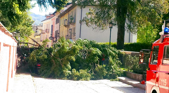 Tragedia sfiorata a Santa Maria Maggiore, una grossa pianta cade in mezzo alla strada
