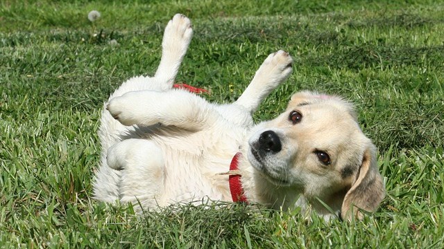 Bilancio positivo per l'area cani di Meina