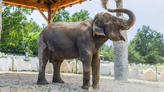 Maya, l'elefantessa liberata in Francia e portata al Safari Park di Pombia