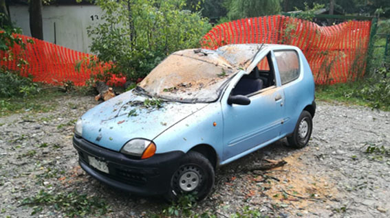 Pianta cade su auto: 91enne liberato dai vigili del fuoco. Foto