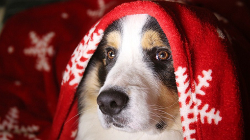Campagna Anpana: gli animali non devono essere considerati regali di Natale