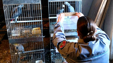  I Carabinieri Forestale hanno sequestrato 40 pappagalli appartenenti a specie protette