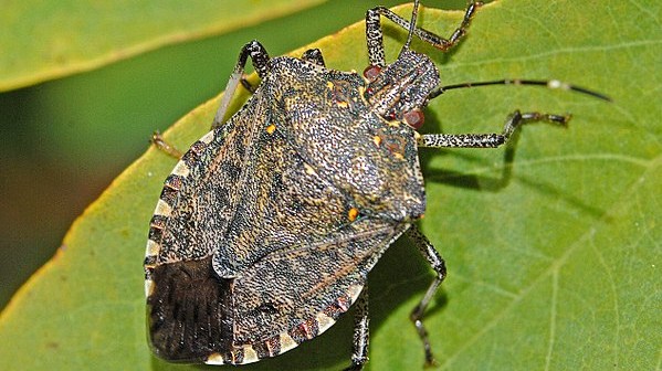 Costituito l'osservatorio regionale per la lotta alla cimice asiatica
