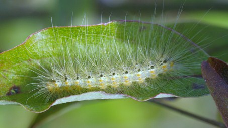 Trecate: trattamento antiparassitario per l'Hyphantria americana