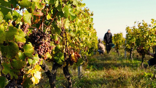 Coldiretti: "Bene la reintroduzione dei voucher in agricoltura"