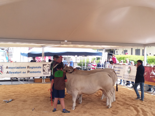 Fiera agricola di Oleggio: tantissimi i visitatori. Foto