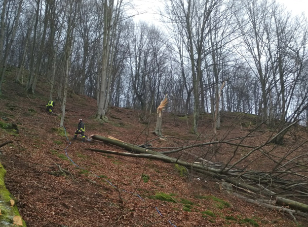 Pensionato muore nel bosco mentre taglia una pianta