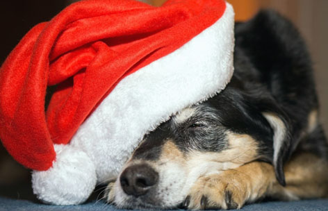 Spettacolo di Anpana Novara per il via alla campagna "A Natale non sbagliare il tuo regalo!" 