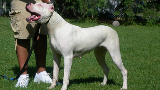 Meina, donna azzannata da un dogo argentino: è ferita seriamente