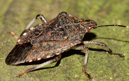  Cimice asiatica, Coldiretti: prosegue l'invasione anche se ci sono primi risultati