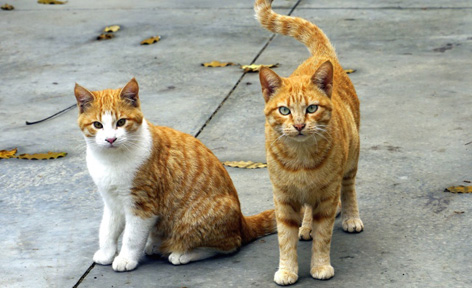 Campagna solidale de"I Gatti del Borgo Onlus" per il gattile di Rho